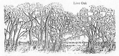 liveoak