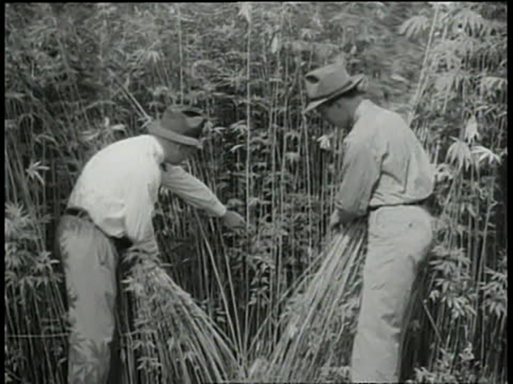 Screenshot from Hemp for Victory (1942).