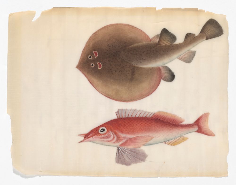 Watercolor of a Skate or Ray, and Red Fish.