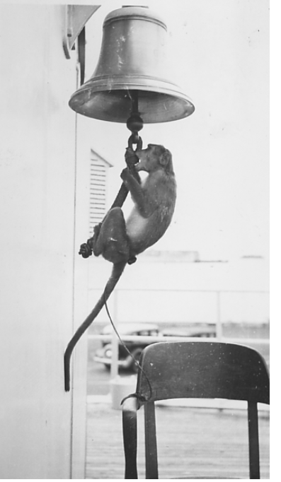 Excerpt from an article from The Virginian-Pilot with a photograph of Rosie and Shanghai.