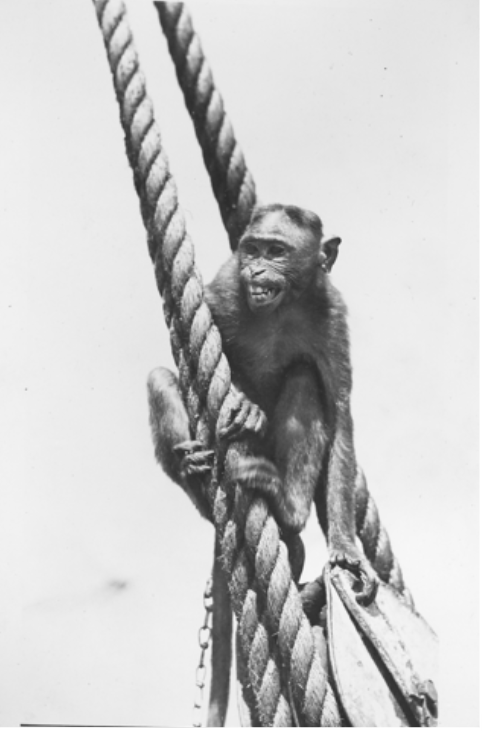 Photograph of Rosie smiling and sitting on rope on the side of the ship.