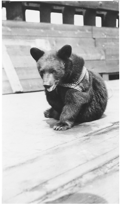 Photograph of Scrappy sitting on deck.